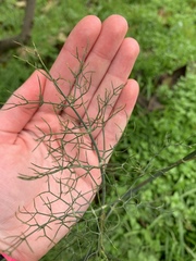 Foeniculum vulgare