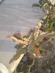 Amaranthus viridis