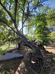 Magnoliopsida