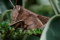 Abracris flavolineata