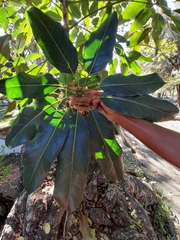 Magnoliopsida