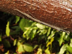 Planososibia truncata