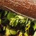 Planososibia truncata - Photo (c) Alan Kwok / Ada Tai, some rights reserved (CC BY-NC)