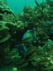 Pomacanthus maculosus