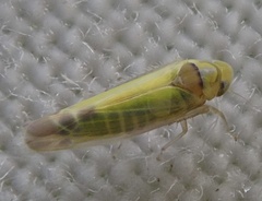 Lindbergina aurovittata