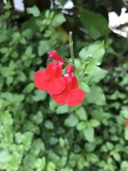Salvia microphylla