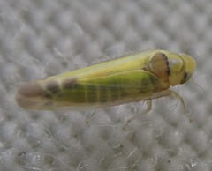 Lindbergina aurovittata