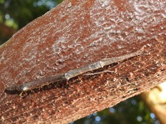 Planososibia truncata