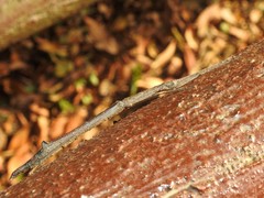 Planososibia truncata