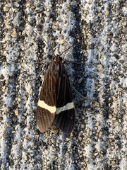 Aclytia