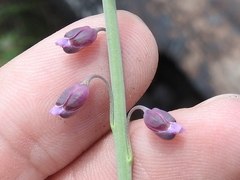 Pennellia longifolia
