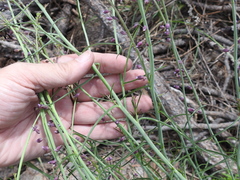 Pennellia longifolia