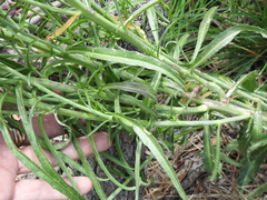 Pennellia longifolia