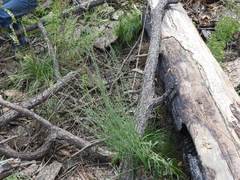 Pennellia longifolia