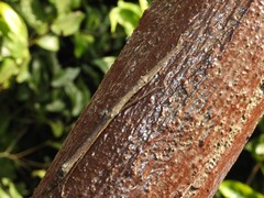 Planososibia truncata