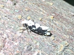 Psecadioides aspersus