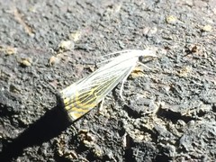 Chrysoteuchia diplogrammus
