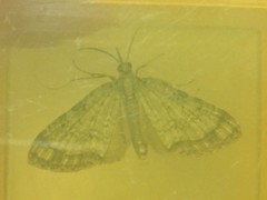 Episteira nigrilinearia