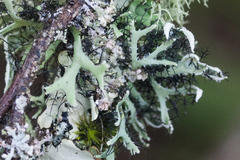 Heterodermia leucomelos