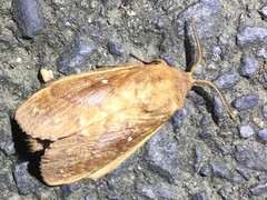 Euthrix albomaculata directa