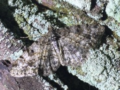 Protoboarmia faustinata