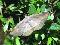 Mecodina nubiferalis