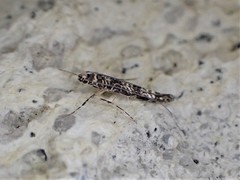 Conopomorpha cyanospila