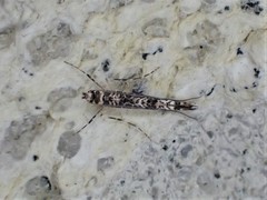 Conopomorpha cyanospila