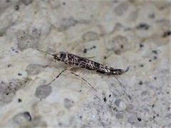 Conopomorpha cyanospila
