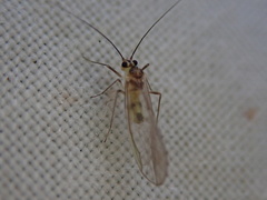 Stenopsocus