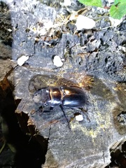 Lucanus barbarossa