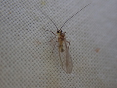 Stenopsocus