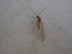 Stenopsocus