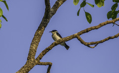 Cissomela pectoralis