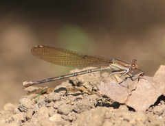 Argia