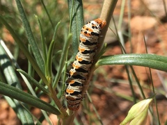 Euscirrhopterus gloveri