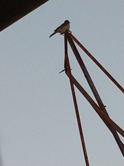 Turdus amaurochalinus