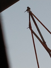 Turdus amaurochalinus