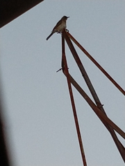 Turdus amaurochalinus