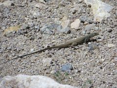 Aspidoscelis tigris tigris