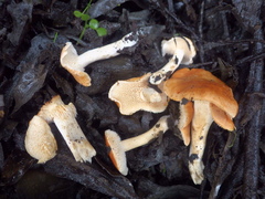 Hydnum rufescens