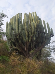 Pachycereus weberi