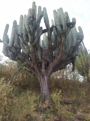 Pachycereus weberi