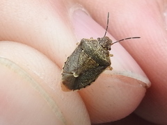 Moromorpha tetra