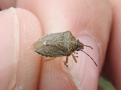 Moromorpha tetra