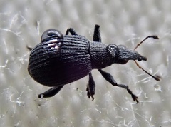 Oxystoma craccae