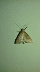 Udea fulvalis