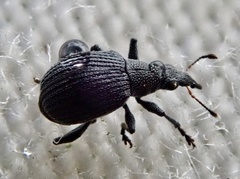 Oxystoma craccae