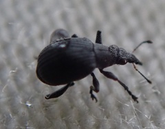 Oxystoma craccae