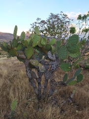 Opuntia velutina